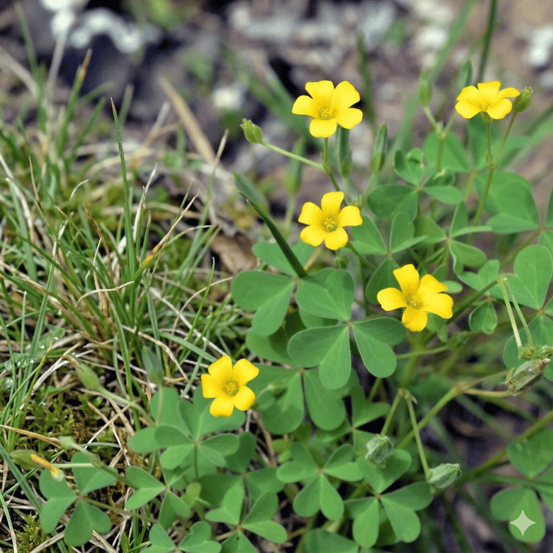 Oxalis yellow wood sorrel with heart-shaped clover-like leaflets and small five-petaled yellow flowers in a lawn