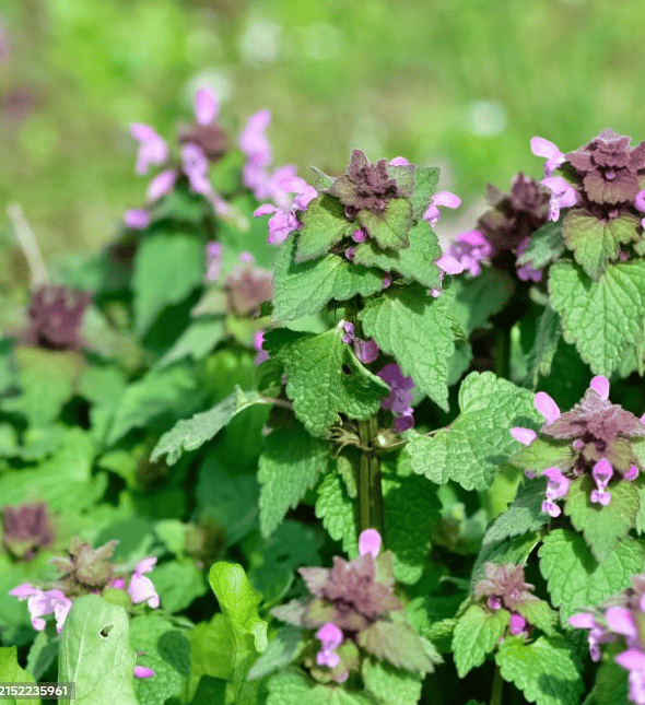 Purple deadnettle weed with reddish-purple upper leaves growing in lawn