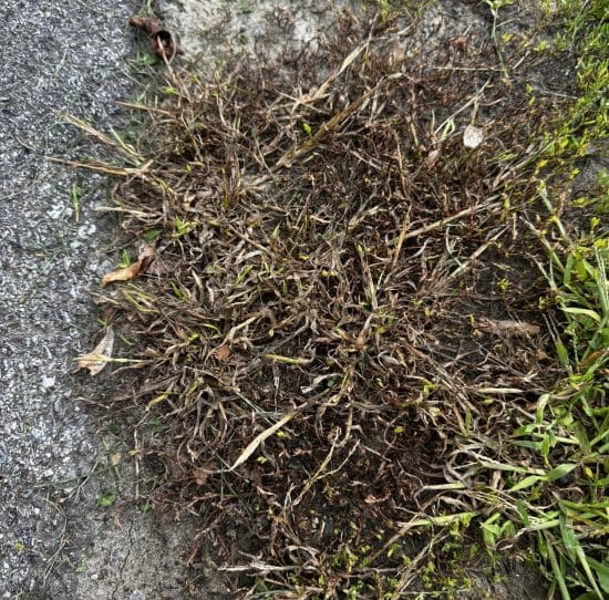 Crabgrass plant showing low star-shaped growth with finger-like seed heads radiating from a central crown