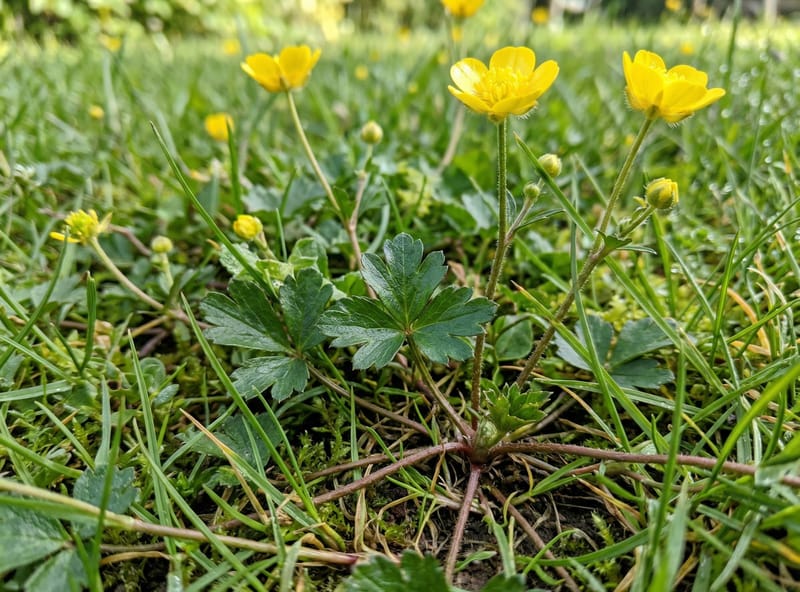 Creeping buttercup with glossy varnished yellow five-petal flowers and three-lobed spotted leaves in a damp lawn