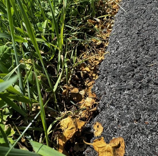 Lawn after Salacia organic ground ivy treatment — ground ivy eliminated after Salacia treatment