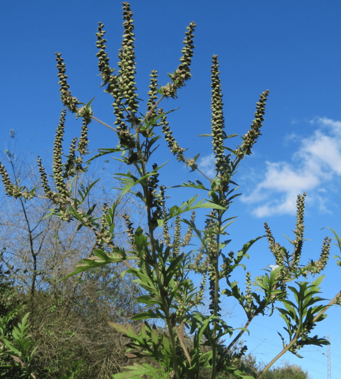 Common ragweed identification — deeply divided fern-like leaves with inconspicuous green flower spikes on hairy branching stems