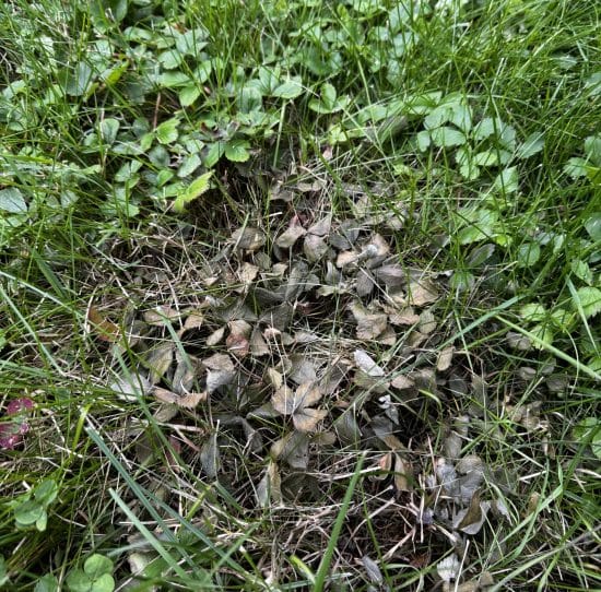 Wild strawberry with three toothed leaflets, five-petal white flowers, and runners spreading across a lawn