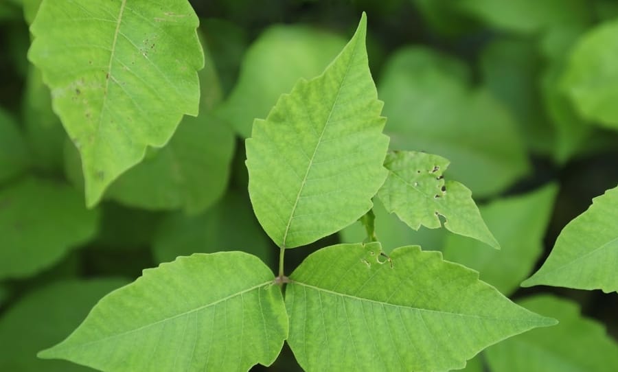 Poison ivy plant showing classic leaves-of-three identification — before Salacia treatment
