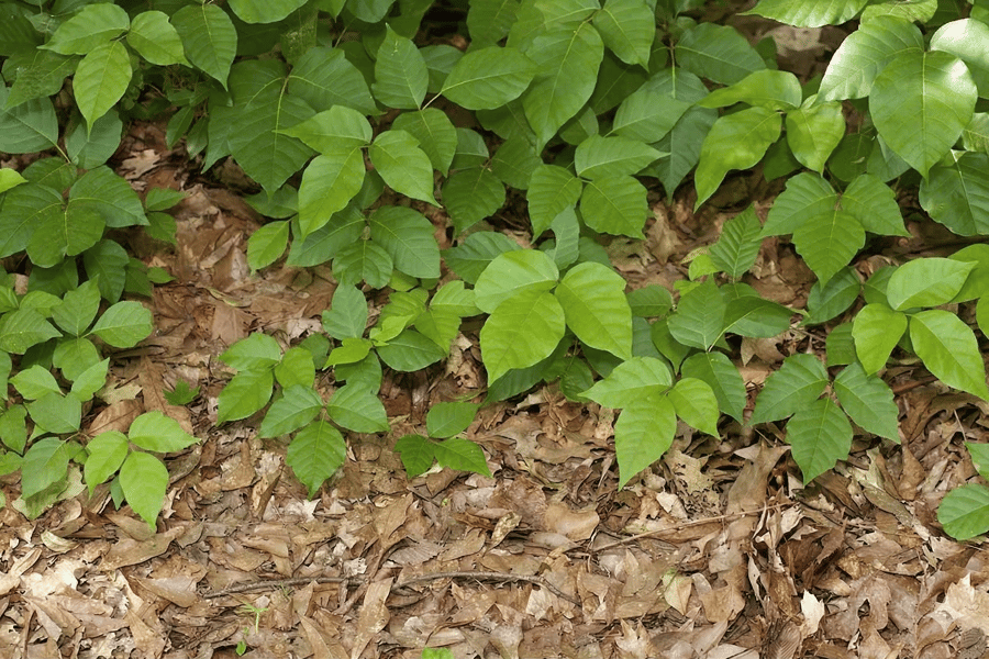 Poison ivy growing aggressively in woodland edge habitat — its preferred environment of shade and dappled light