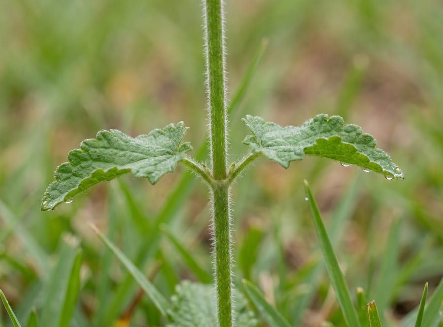 Close-up of a Florida betony stem showing fine hairs and a matched opposite pair of toothed, crinkled leaves at the node