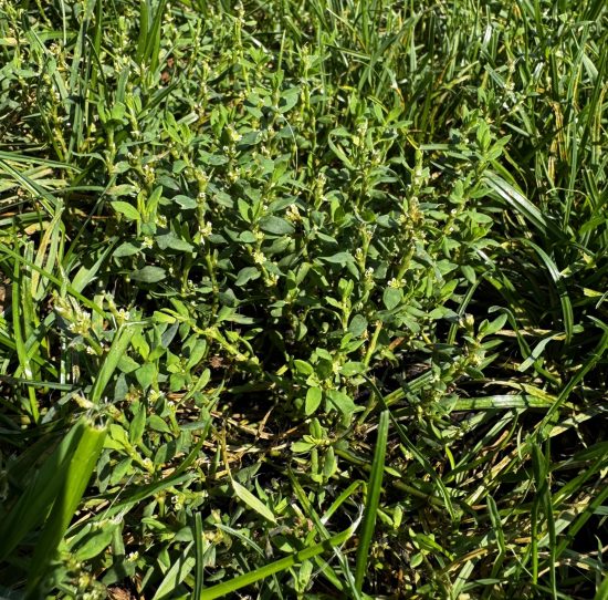 Prostrate knotweed before treatment — flat wiry mat in compacted soil