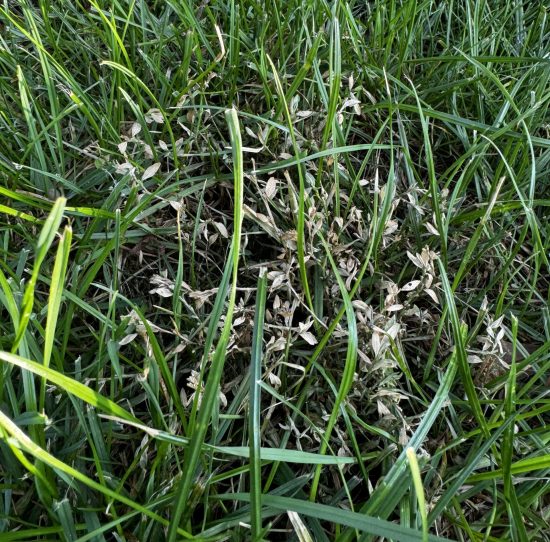 Prostrate knotweed forming a flat blue-green wiry mat in compacted soil at a lawn edge