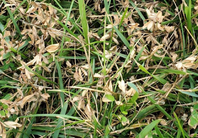 Japanese Clover after Salacia treatment
