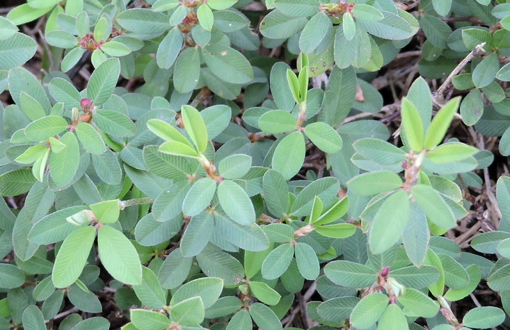 Japanese Clover before treatment