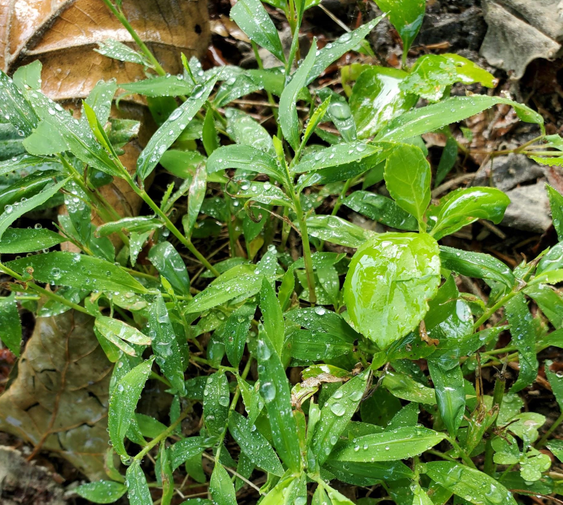 Japanese Stiltgrass before treatment