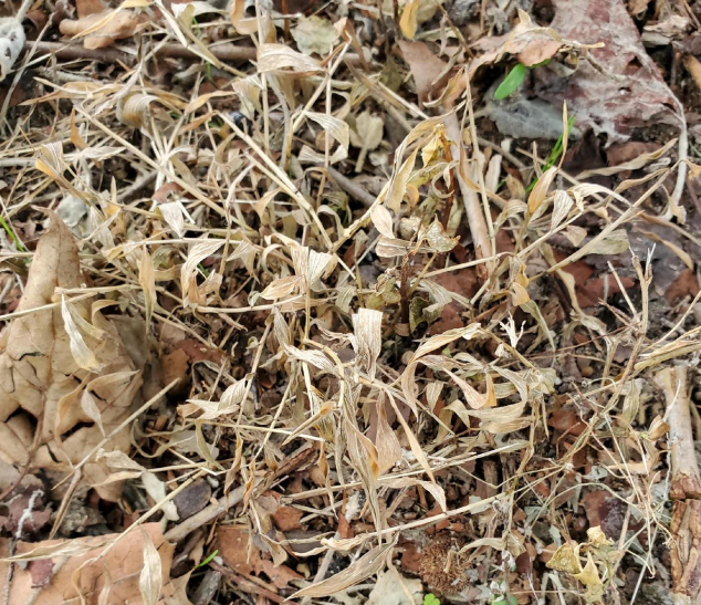 Japanese Stiltgrass after Salacia treatment