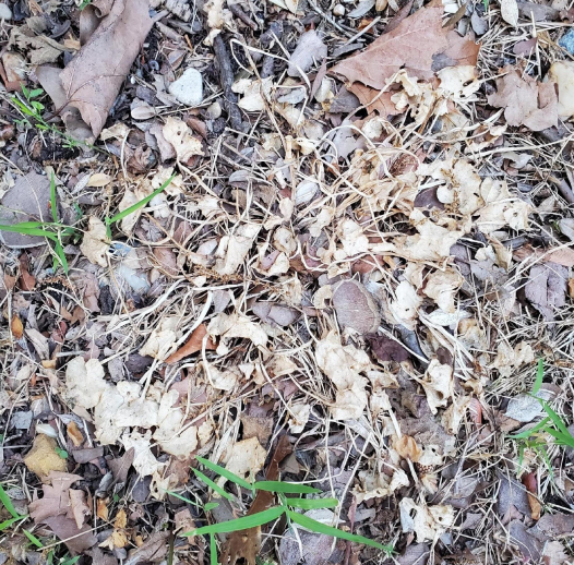 Fig Buttercup after Salacia treatment