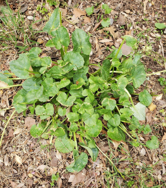 Fig Buttercup before treatment